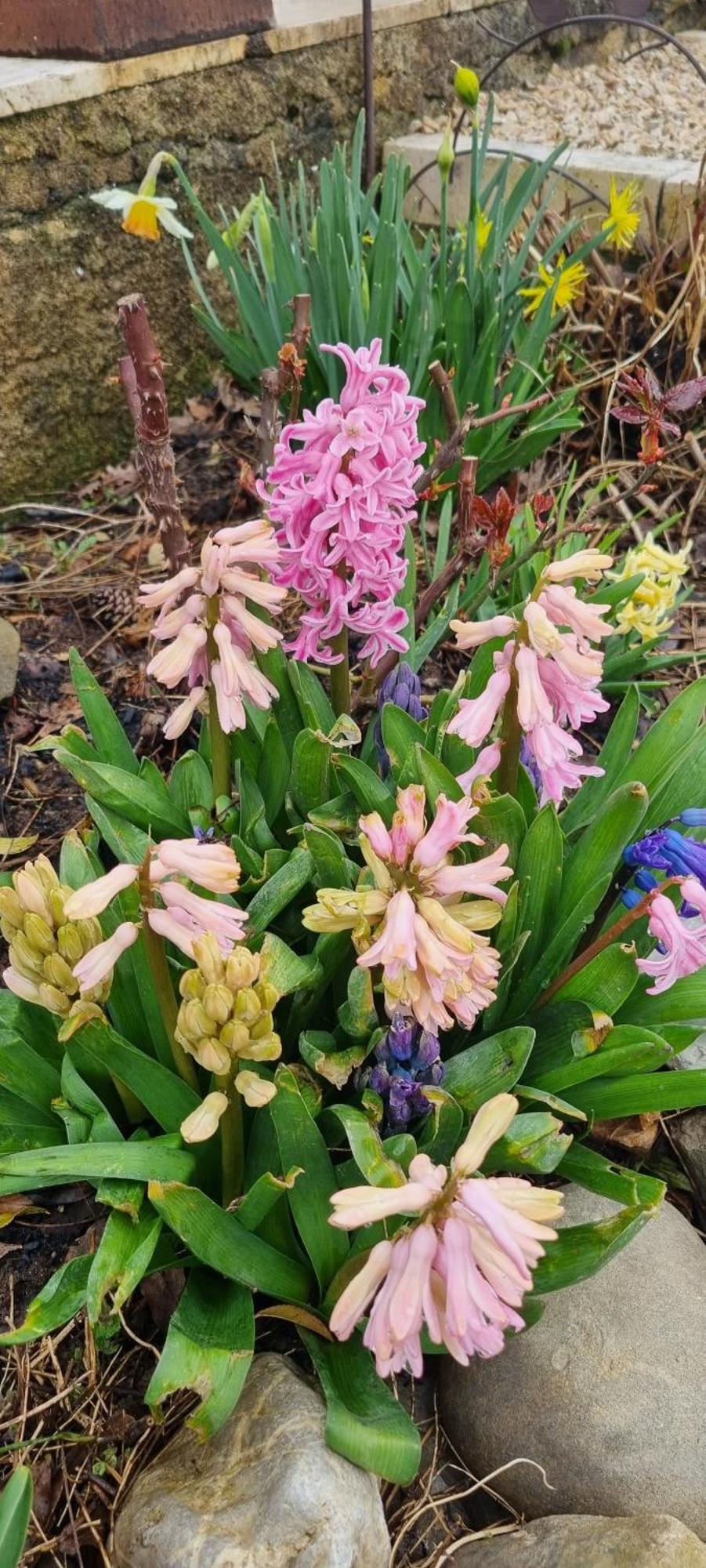 Mas Tulipe De Soie Bed & Breakfast Bevons Dış mekan fotoğraf
